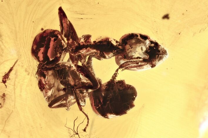 Two Detailed Fighting Fossil Ants (Formicidae) In Baltic Amber #357800